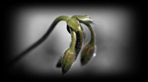 敬老の日の由来を簡単に知る方法は？