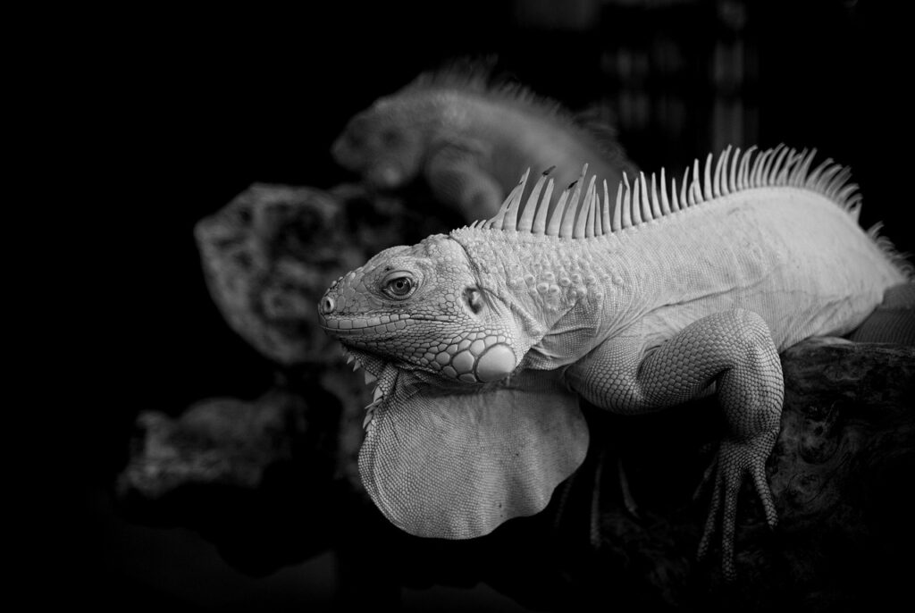 敬老の日にギリギリ間に合うプレゼントは？