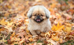 敬老は何歳から始まるのか？